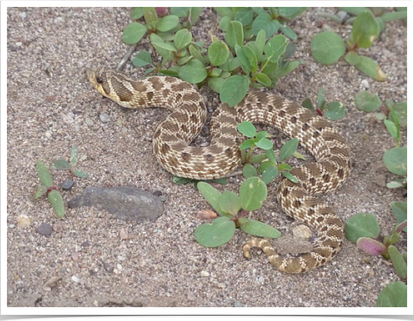 Western Hognose Snake